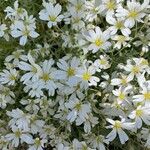 Cerastium biebersteinii Квітка