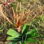 Ammocharis tinneana Φύλλο