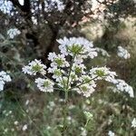 Torilis arvensis Flower