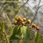 Ficus racemosa Leaf