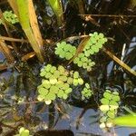 Salvinia natans Leaf