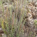 Hemionitis sinuata Habit