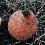 Cucurbita maxima Fruit