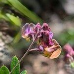 Lathyrus niger Flor