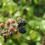 Rubus fruticosus Fruit