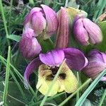 Ophrys tenthredinifera Цвят