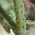 Echium creticum Bark