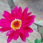 Tanacetum coccineum Flower