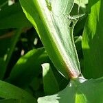 Lathyrus ochrus Rhisgl