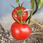 Solanum lycopersicum Fruit