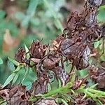 Hypericum perfoliatum Фрукт