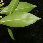 Ficus americana Leaf