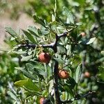 Searsia tripartita Fruit