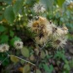 Hieracium scabrum Fruto