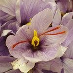 Crocus sativus Fula