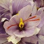 Crocus sativus Flor