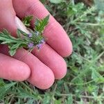 Verbena bracteata 花