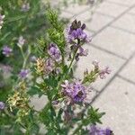 Medicago sativaBlodyn