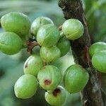 Acropogon merytifolius Fruit