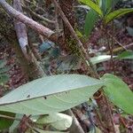 Timonius flavescens Leaf