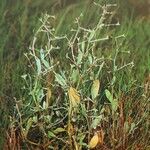 Atriplex pedunculata Blatt