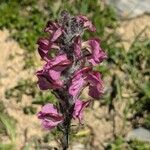 Pedicularis rostratospicata 花