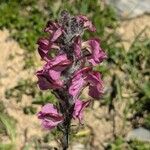 Pedicularis rostratospicata