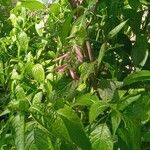 Dianthera secunda Leaf