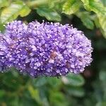 Ceanothus prostratus