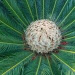 Cycas revoluta Blatt