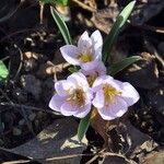 Colchicum triphyllum Blodyn