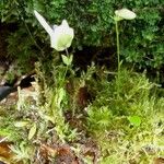 Utricularia jamesoniana অভ্যাস