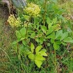 Ligusticum scothicum Habit