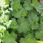 Alchemilla acutiloba Lapas