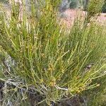 Ephedra viridis Leaf