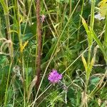 Iberis umbellata Flower