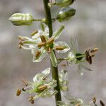 Hastingsia serpentinicola Цветок