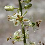 Hastingsia serpentinicola Flower