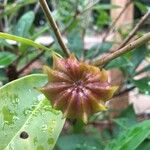 Illicium floridanum फल