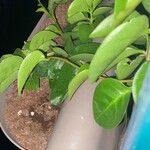 Anredera cordifolia पत्ता