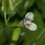 Wahlenbergia lobelioides Flower