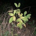 Aralia nudicaulis Blad