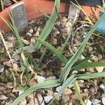 Allium pyrenaicum Blatt