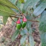 Endlicheria paniculata Fruit