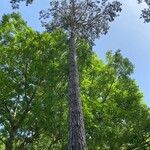 Pinus resinosa Blad