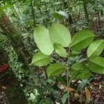 Garcinia epunctata Φύλλο