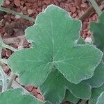 Pelargonium tomentosum Hoja