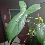 Philodendron panduriforme Fulla