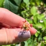 Indigofera hendecaphylla Blomst