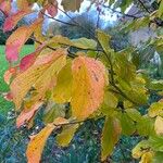 Parrotia subaequalis Hoja